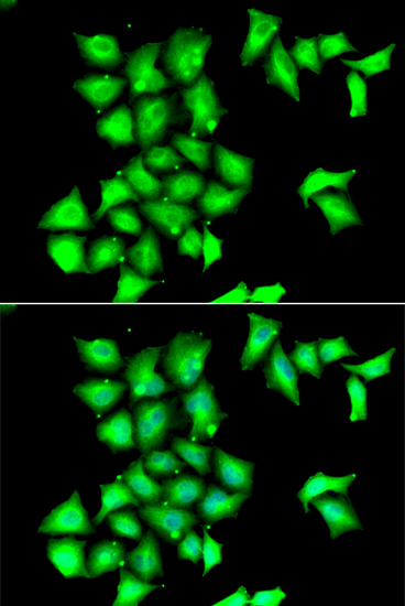 MSRB1 Polyclonal Antibody (E-AB-61335)