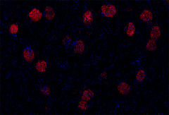 Purified anti-rat Podoplanin Antibody (250902)