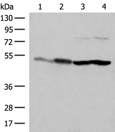 FLOT2 Polyclonal Antibody (E-AB-52735)