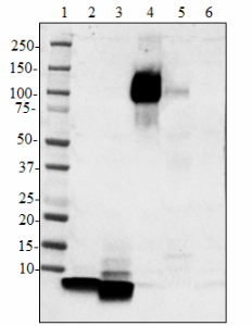 Purified anti-β-Amyloid, 1-16 Antibody (Previously Covance catalog# SIG-39320) (803004)