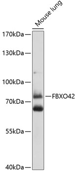 FBXO42 Polyclonal Antibody (E-AB-93127)