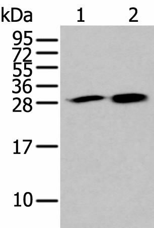 HDHD2 Polyclonal Antibody (E-AB-52364)