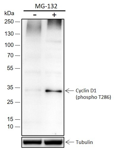 Recombinant Phospho-Cyclin D1 (Thr286) Monoclonal Antibody (AN301503L)