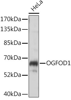 OGFOD1 Polyclonal Antibody (E-AB-66848)