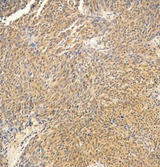 Purified anti-Notch1β Antibody (845402)