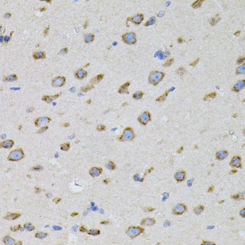 NAPA Polyclonal Antibody (E-AB-62979)
