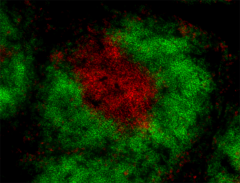 Alexa Fluor® 647 anti-rat IgG2b Antibody (408208)
