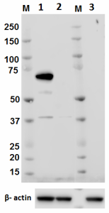 Purified anti-ITK Antibody (687302)