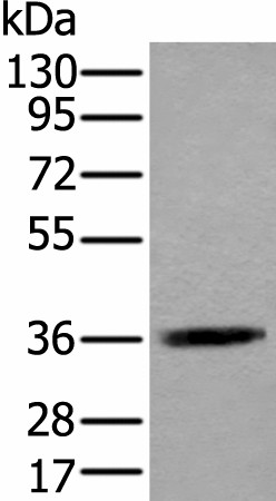 ACAT2 Polyclonal Antibody (E-AB-52403)