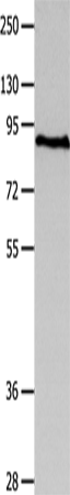 MAGED1 Polyclonal Antibody (E-AB-14204)