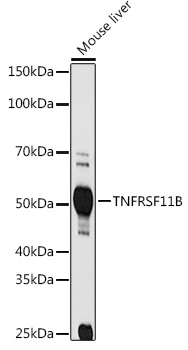 TNFRSF11B Polyclonal Antibody (E-AB-68342)