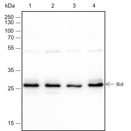 Recombinant Bid Monoclonal Antibody (AN301447L)
