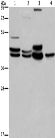 ERK1/2 Polyclonal Antibody (E-AB-12397)