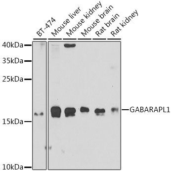 GABARAPL1 Polyclonal Antibody (E-AB-62401)