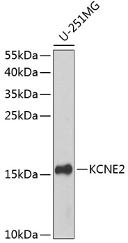 KCNE2 Polyclonal Antibody (E-AB-62329)