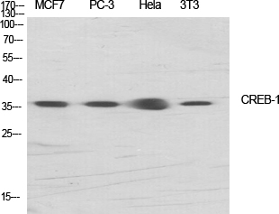 CREB1 Polyclonal Antibody (E-AB-31024)