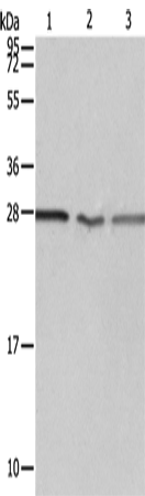 PSMD9 Polyclonal Antibody (E-AB-14324)