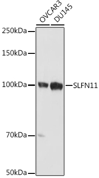 SLFN11 Polyclonal Antibody (E-AB-92265)