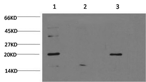 BAX Monoclonal Antibody (E-AB-22128)