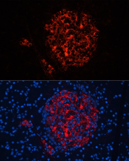 INS Polyclonal Antibody (E-AB-67409)