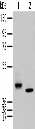 IDO2 Polyclonal Antibody (E-AB-18375)