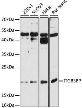 ITGB3BP Polyclonal Antibody (E-AB-92684)