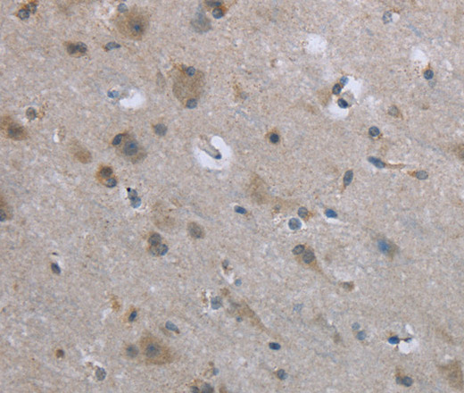 EGFL8 Polyclonal Antibody (E-AB-14055)