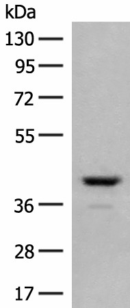 TAAR2 Polyclonal Antibody (E-AB-18035)