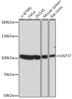 USP37 Polyclonal Antibody (E-AB-66492)