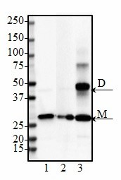 Purified anti-DJ-1 (PARK7) Antibody (851501)