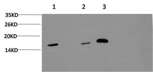 MAP1LC3A Monoclonal Antibody (E-AB-22136)