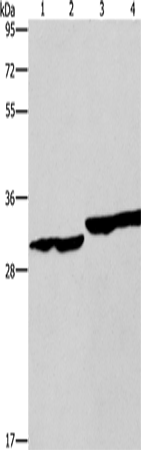 DECR1 Polyclonal Antibody (E-AB-13189)