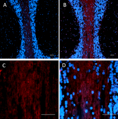 Alexa Fluor® 647 anti-Oligodendrocyte Marker O1 Antibody (607757)