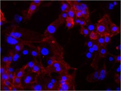 Ultra-LEAF™ Purified anti-human/mouse CD49f Antibody (313637)
