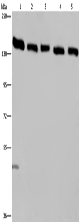 IPO4 Polyclonal Antibody (E-AB-11331)