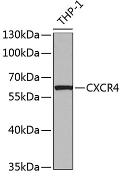 CXCR4 Polyclonal Antibody (E-AB-62271)