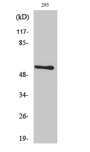 Pan-Akt Polyclonal Antibody (E-AB-30460)
