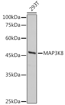 MAP3K8 Polyclonal Antibody (E-AB-91223)