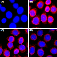 Alexa Fluor® 647 anti-Nuclear Pore Complex Proteins Antibody (682203)