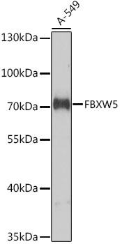 FBXW5 Polyclonal Antibody (E-AB-68018)
