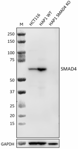 Purified anti-SMAD4 Antibody (648884)