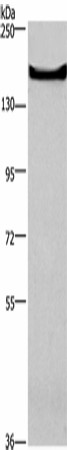 GPR124 Polyclonal Antibody (E-AB-16468)