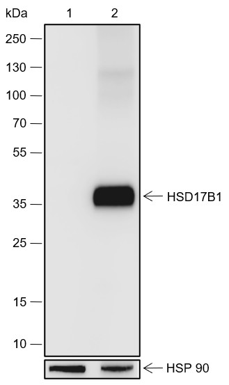Recombinant HSD17B1 Monoclonal Antibody (AN301846L)