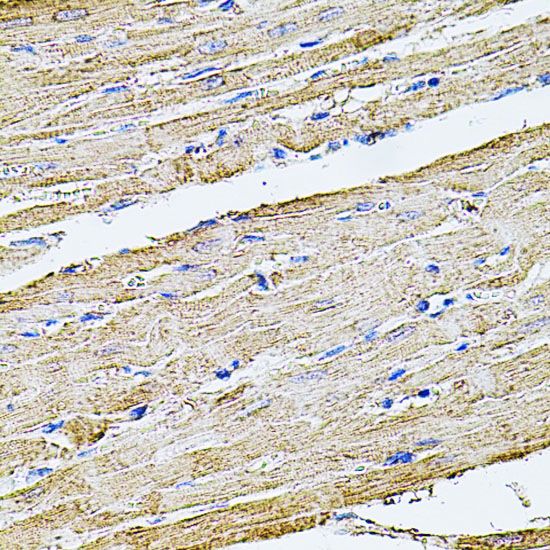 FLNB Polyclonal Antibody (E-AB-62747)