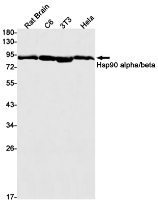 Recombinant Hsp90 alpha/beta Monoclonal Antibody (E-AB-81568)