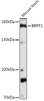 BRPF1 Polyclonal Antibody (E-AB-91679)
