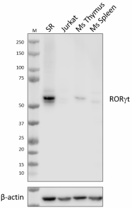 Purified anti-RORγt Antibody (609051)