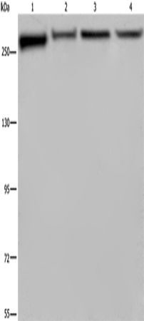 FLNA Polyclonal Antibody (E-AB-11240)