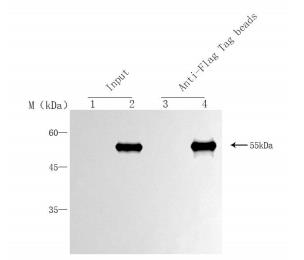 Anti-Flag Nanobody Immunomagnetic Beads (EA-IP-001MN)