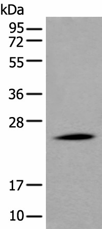 APOD Polyclonal Antibody (E-AB-17730)